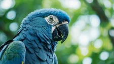 Digital image Parrot photo wallpaper background desktop AI art #75