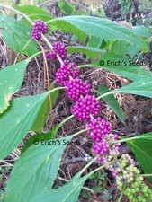 200 Seeds American Beautyberry - Florida Grown