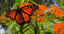 Semillas de Asclepias tuberosa mariposa hierba algodoncillo semillas granos semilla