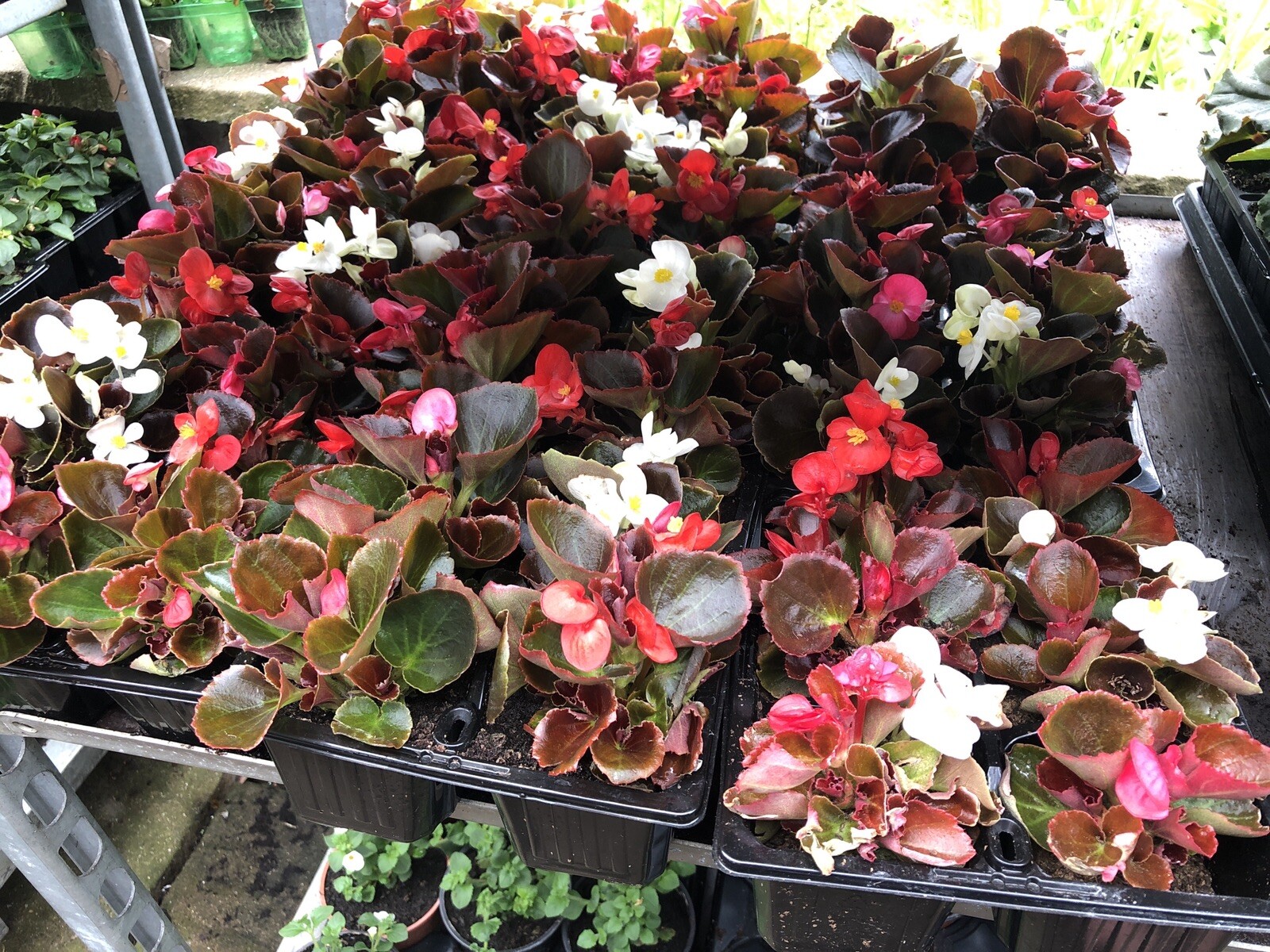 Bedding Plants, Hanging Baskets Delivered Liverpool eBay