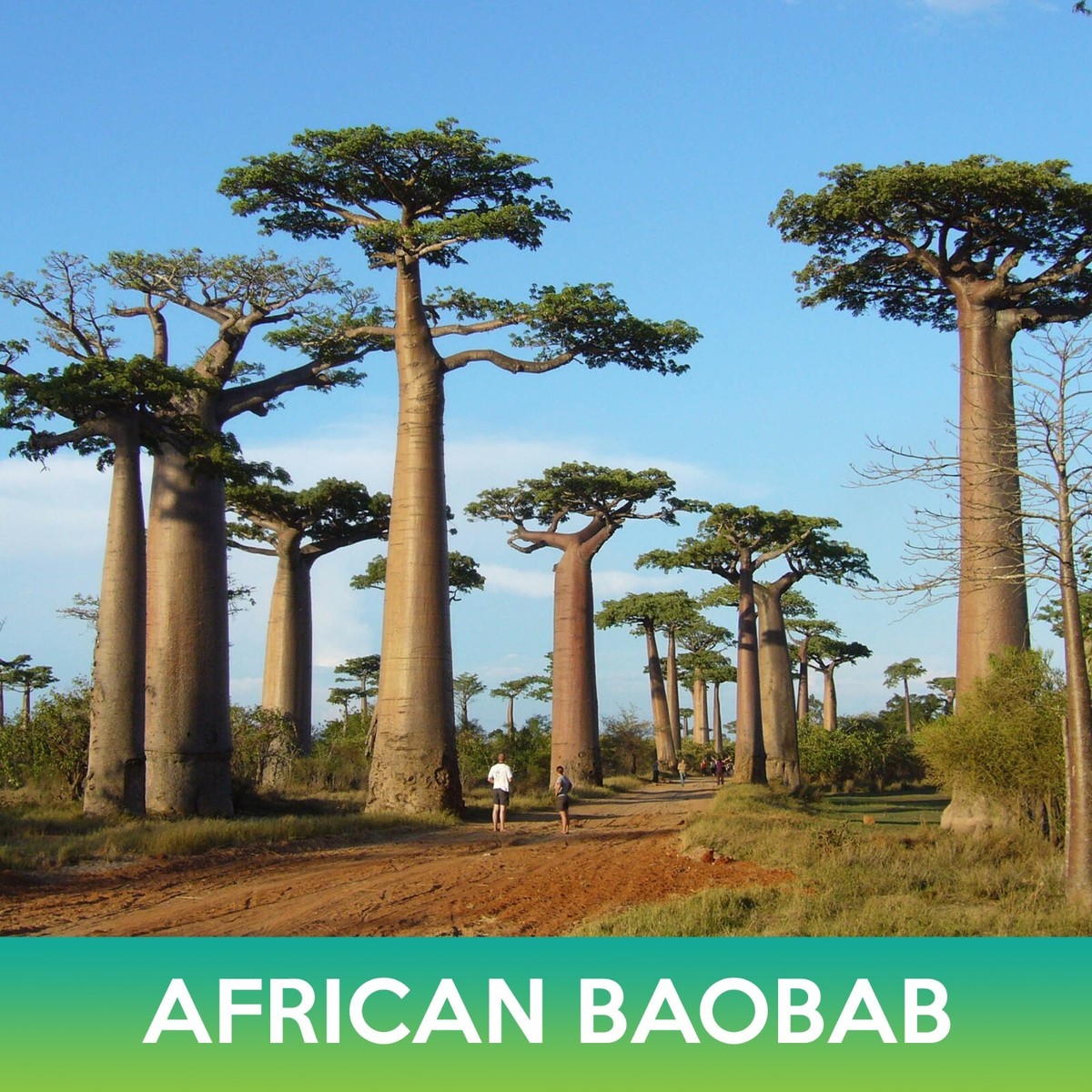 African Baobab Seeds, Combined Shipping on 500+ Seed Varieties
