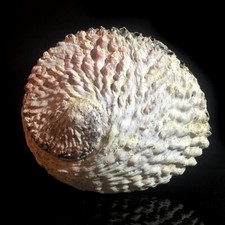 Abalone Seashell Unpolished Paua 11cm-13cm | Perfect for smudging