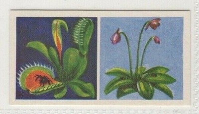 Tea Cards 1961 #18 Venus Fly Trap & Butterwort Plant