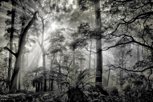 FLEECE Photo Wallpaper - Forest (6725ah) - Natural Trees Leaves Lighting Fog XXL Mural - Picture 1 of 1