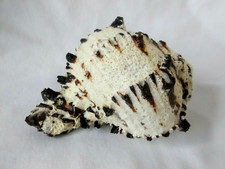 Black Murex  Seashell Collector Hermit Crab Sea Shell Craft  4.5"x5" Decor