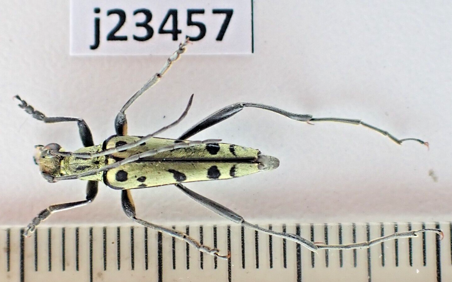 j23457. Insects, Cerambycidae sp. Vietnam, Lai Chau | eBay