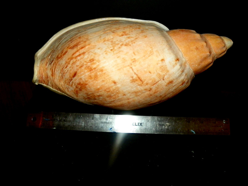 LIVONIA NODIPLICATA ( COTTON'S VOLUTE )
