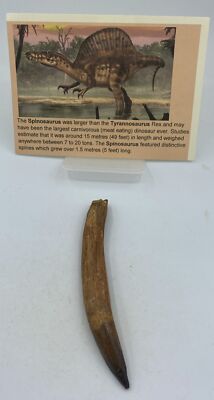 Spinosaurus Teeth Dinosaur F0SSIL Before T Rex Cretaceous K527
