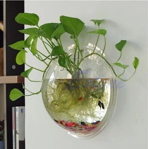 Wall Mounted Acrylic Fish Bowl Transparent Wall Hanging Fish Tank Wall Mounted - Picture 8 of 14