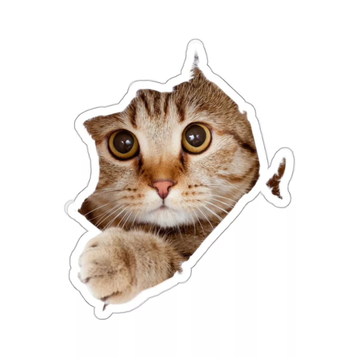 Cute Cat Sticker- Funny Cat Sticker / Meme Cat Sticker/ Pet Lover Sticker  Animal