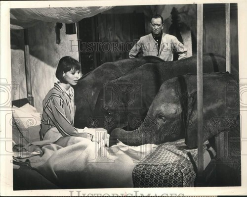 1970 Press Photo Elsa Martinelli & John Wayne with Elephants in "Hatari" Movie
