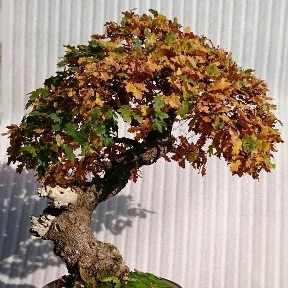 dattelpalme bonsai Kanarische Dattelpalme - Phoenix Canariensis  26 H 160 cm