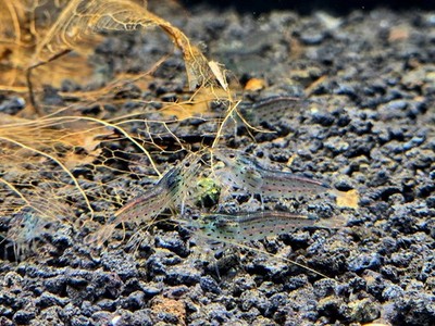 Amano Shrimp 10+2-High Grade Freshwater Caridina Shrimp Tank Ecosystem Aquarium