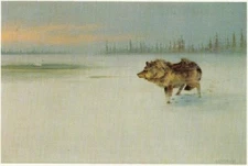 Owen Gromme Wolf and Swan - Wildlife Artist's Proof on Paper