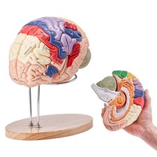 Human Brain Model Anatomy Teaching Brain Model 4-Part Labeled 2X Enlarged