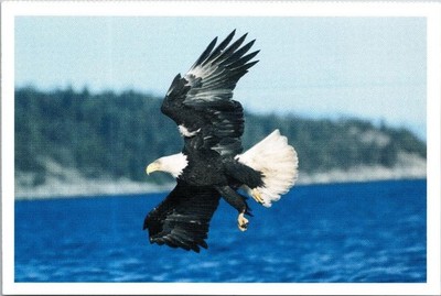 Vintage Postcard - The Bald Eagle, Audubon