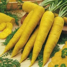 Solar Yellow Carrot Seeds, Colorful, NON-GMO, Xanthophyll, FREE SHIPPING