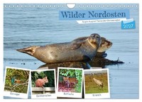 Nord-Est Sauvage - Face à Face Avec Les Animaux De La RéGion De La Mer Baltique