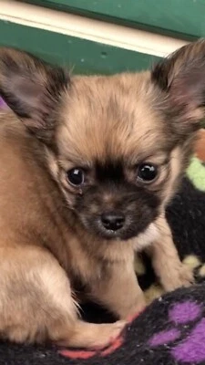 Gorgeous Tiny Teacup Chihuahua Puppy Dogs Puppies
