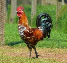 10 RARE Laughing Chicken😂 Ketawa🐓🐣🩷 Hatching Eggs Greenfire Farms NPIP🐓🩷