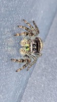 Jumping Spider 15