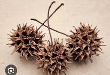 Sweet Gum Balls, Large Bulk Pack