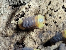 6 count Cubaris Rubber Ducky