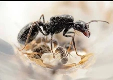 HOLIDAY SALE! Veromessor Pergandei Colony 10w Queen Ant 2025 - insect feeder