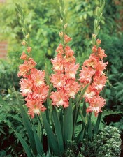 5 - GLADIOLUS CORAL CRUSH Flower Bulbs  Eye Catching  U S Seller