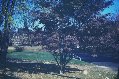 Vintage Photo Slide Dark-leaf tree in autumn park under clear blue sky.