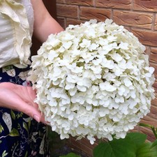 Hydrangea 'Incrediball' Plant in 3L Pot - Huge White Flowers,