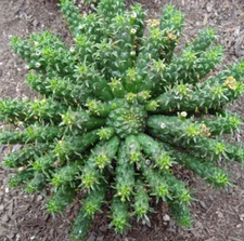 Euphorbia Flanaganii - Medusa Head - 7" Succulent