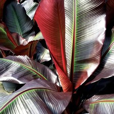Ensete Maurelii| Red tree Banana Plug plant Patio indoor outdoor half-hardy gras