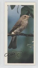 1976 Carreras Craven Black Cat British Birds Tobacco Spotted Flycatcher #32 1i3
