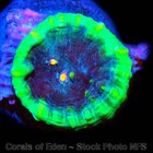 Corals of Eden NON WYSIWYG Live Coral Frag ~ Superman Chalice Coral LPS SPS — photo 5