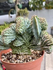 Crested Blue Candle Cactus: Myrtillocactus Cactus 🌵 Sending naked root