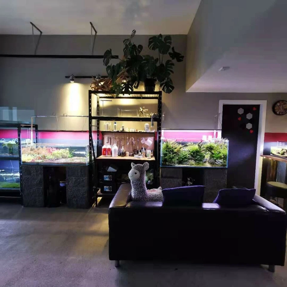 FREE EXPRESS Anubias Nana Petite one Big Clumb (10+ Stem) Aqurium plants - image 4 of 4