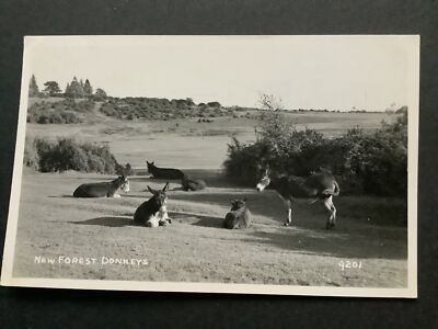 NEUE WALDESEL auf dem Land aus dem Wald Postkartenserie Ref 61118