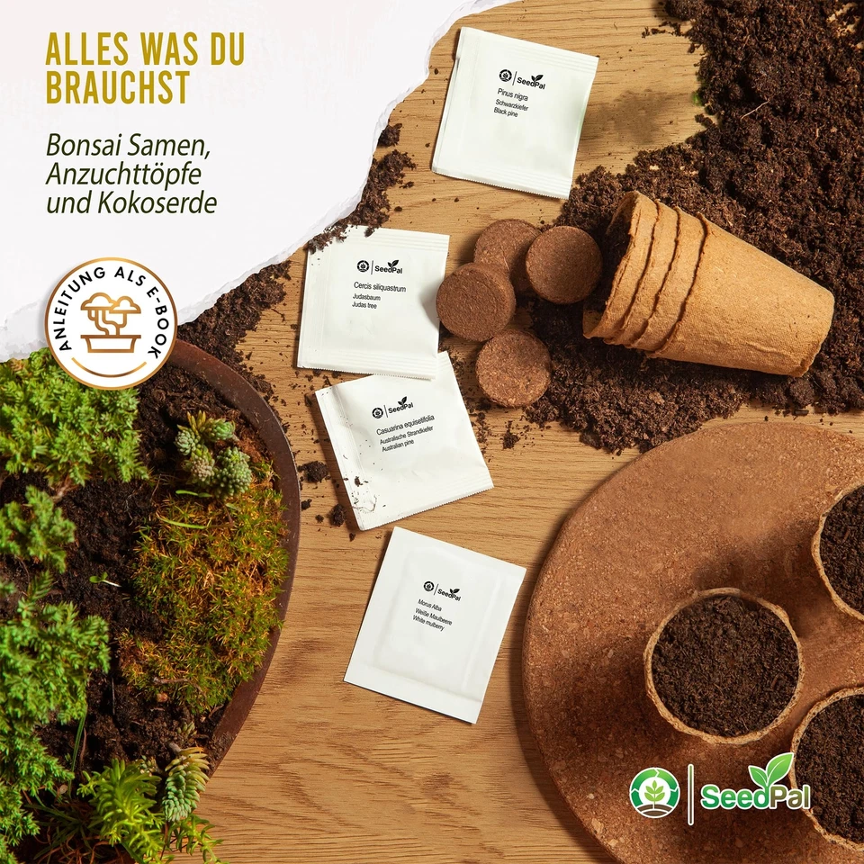 Easy Bonsai Kit - Plantes Kit de culture Bonzaï 4 graines différentes de Banz... - Photo 2/4