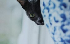 Cat Modern Postcard Siamese Siberian Thai Egyptian Mau Korat - New - Choose One