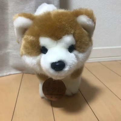 akita teddy