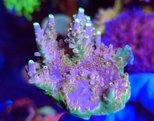 CB Golden Jawdropper Acropora * Acro * Live Coral Frag * AJs Aquariums