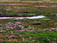 Photo 6x4 Bog Flora at Bannow The area has a large expanse of bog on both c2005