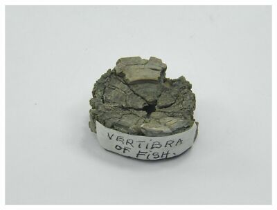 Antikes Fossil Wirbel eines Fisches Fossil Jura Gestein 38gms #4