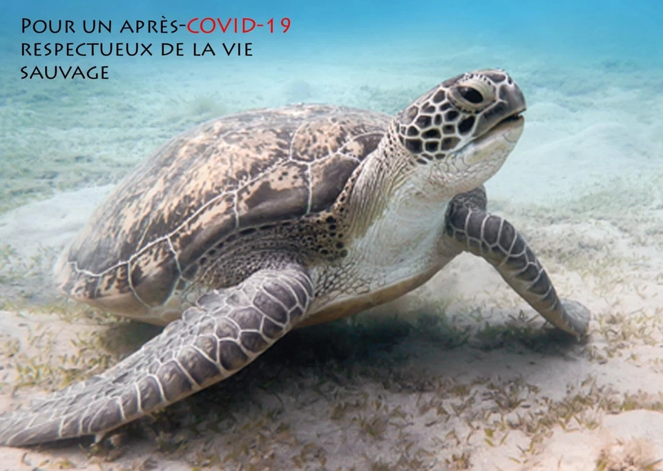 DJIBOUTI 2023 STATIONERY CARD - TURTLES TORTUES TURTLE - PANDEMIC - Photo 2/2
