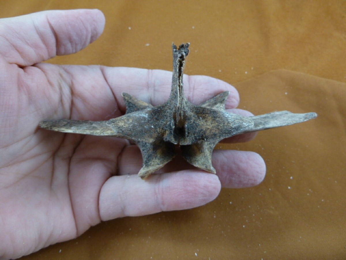 G473-20) vert section vertebrae Gator ALLIGATOR bone I love