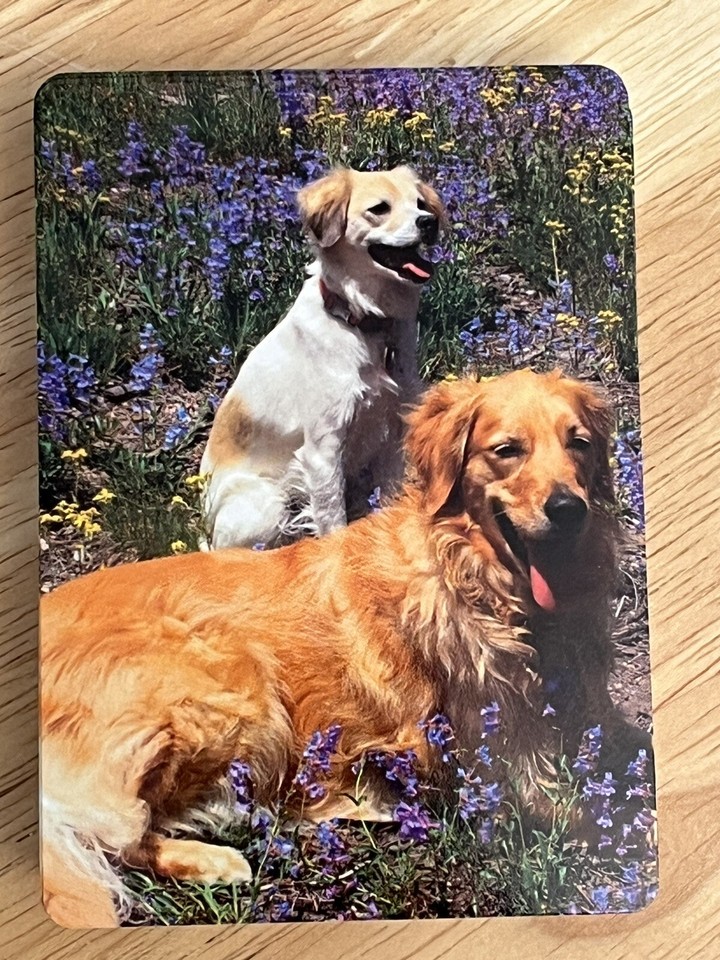 1 Deck Playing Card OOAK 2 DOGS in Colorado Mountains Wild Flowers NEW