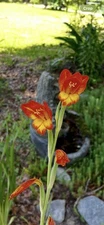 Gladiolus dalenii | Dragon Head, Organic Free Shipping 15 Bulbs