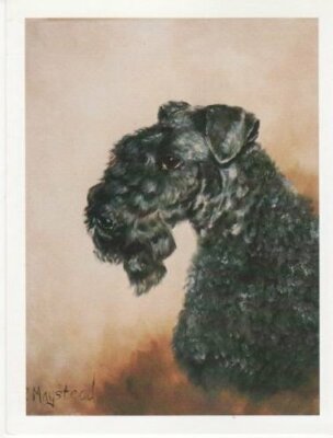 Kerry Blue Terrier Pet Dog Head Study Notecard Set - 6 Blank Note Cards