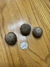 25 Bur Oak Acorns FRESH  2025 wildlife, planting, crafts